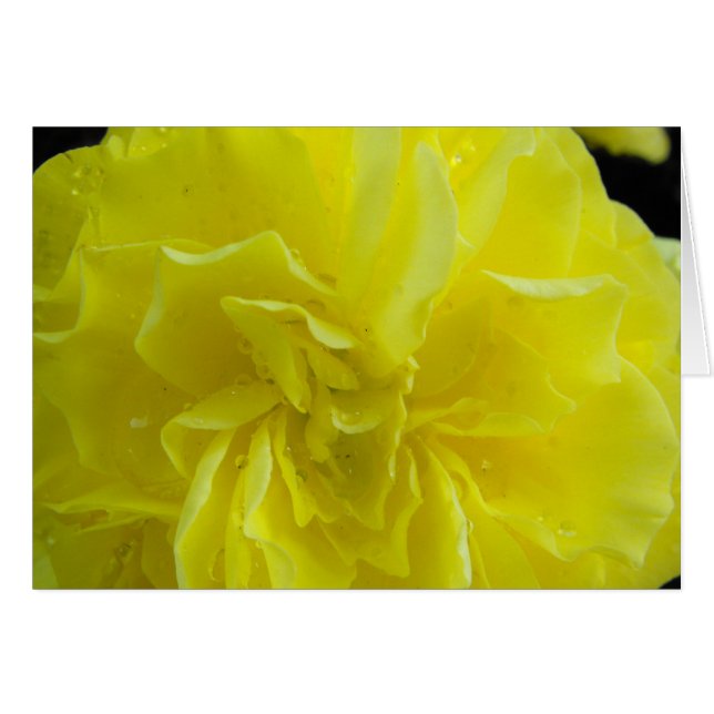 Cartão Flores de Begonia,海 棠 (Frente Horizontal)