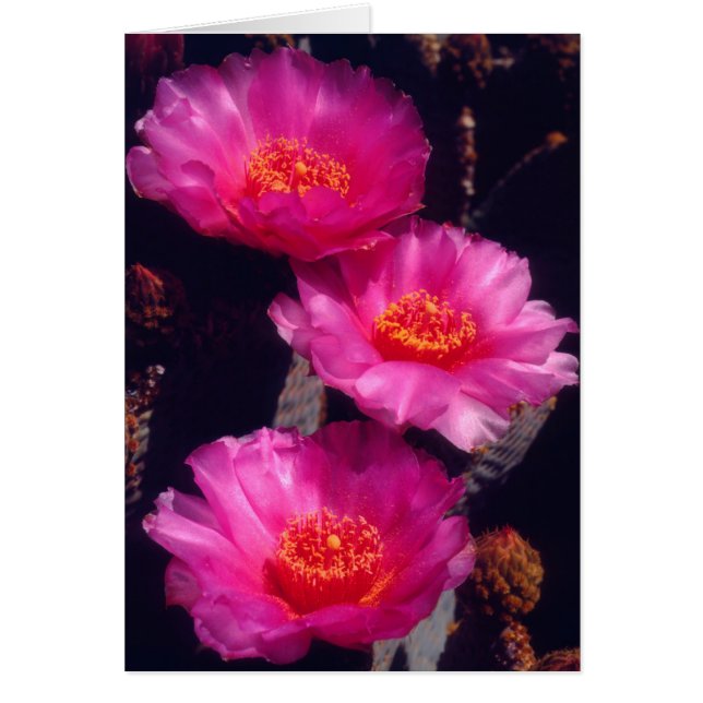 Cartão Flores de Cactus Beavertail 2 (Frente)