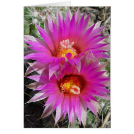 Cartão Flores de Cactus Bola F5 "Escobaria vivipara"