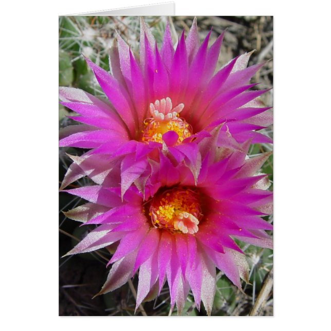 Cartão Flores de Cactus Bola F5 "Escobaria vivipara" (Frente)