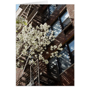 Cartão Flores de cerejeira da vila demasiado