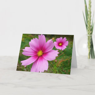 Cartão Flores de Cosmos Rosa Flores Selvagens