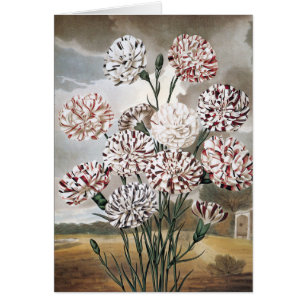 Cartão Flores de Cravos Variegados Vintage com Céu Cinza