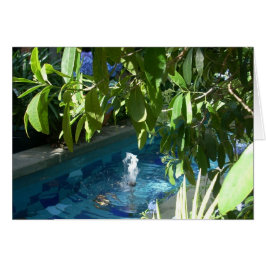 Cartão Flores de Estufa Cinco