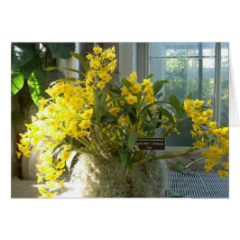 Cartão Flores de Estufa Dois