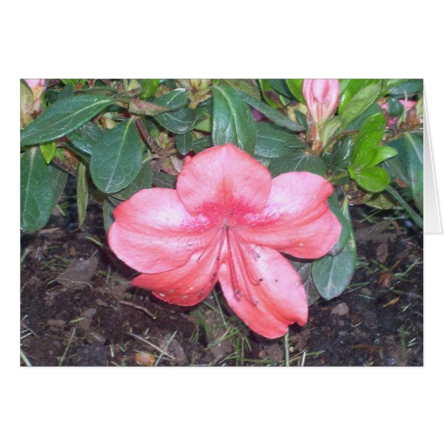 Cartão Flores de Estufa Nove (Frente Horizontal)