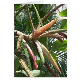 Cartão Flores de Estufa Nove