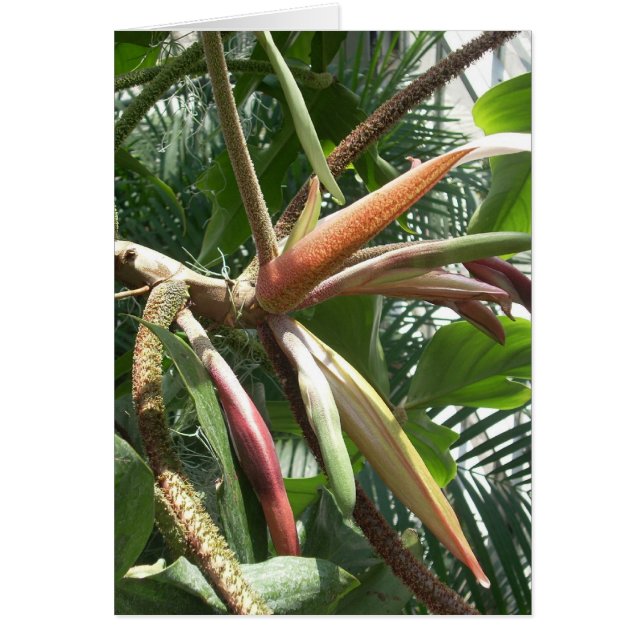 Cartão Flores de Estufa Nove (Frente)