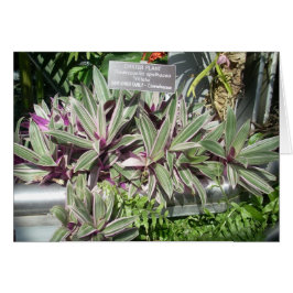 Cartão Flores de Estufa Onze
