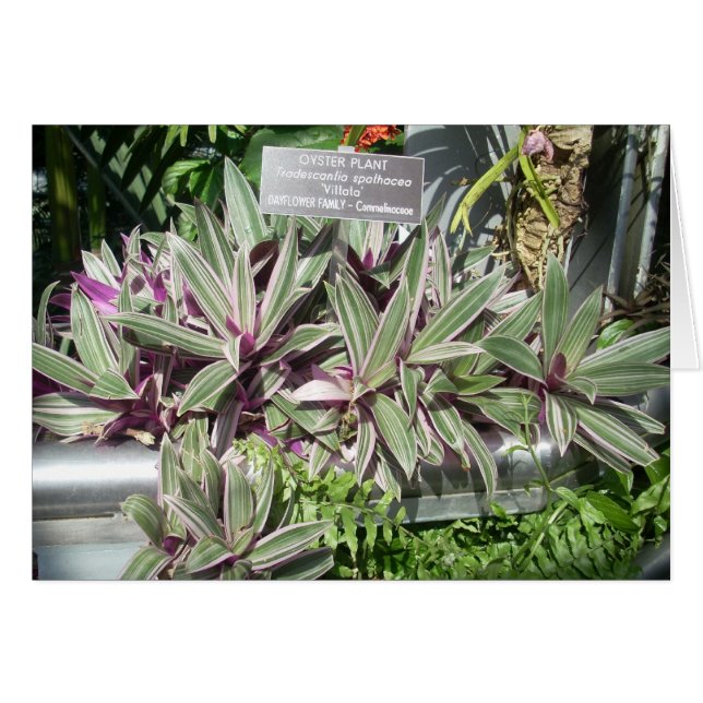 Cartão Flores de Estufa Onze (Frente Horizontal)