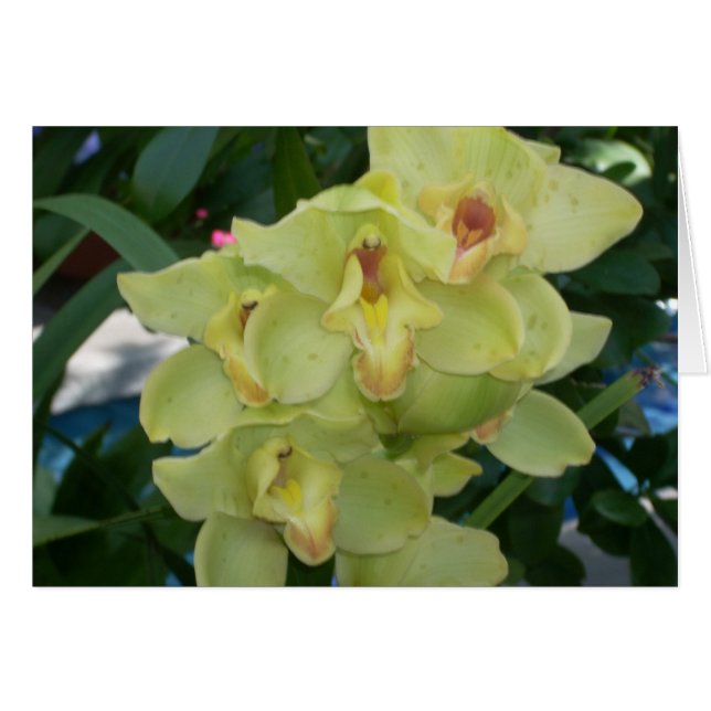 Cartão Flores de Estufa Quatro (Frente Horizontal)