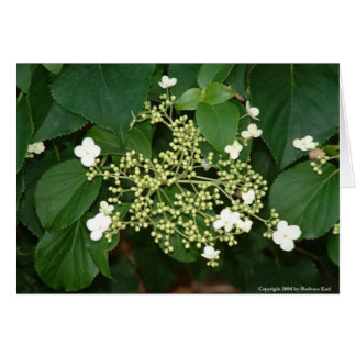 Cartão Flores de filoli1