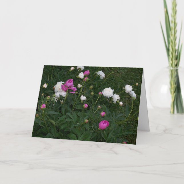 CARTÃO FLORES DE FLORESCÊNCIA (Frente)