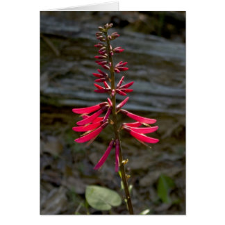 Cartão Flores de Foxfire