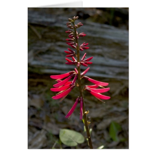 Cartão Flores de Foxfire (Frente)