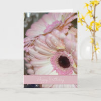 Flores de Gerbera Rosa Brilham Aniversário