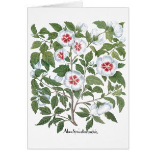 Cartão Flores de Hibisco Vintage por Basilius Besler