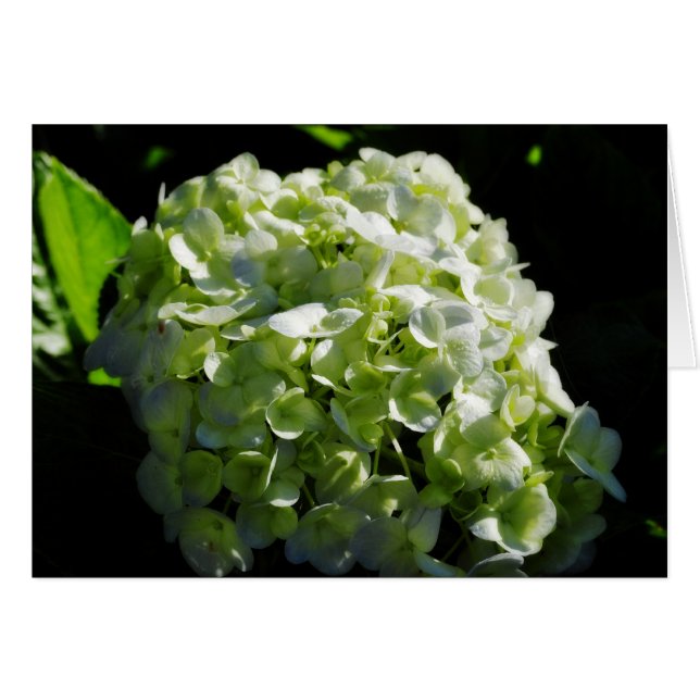 Cartão Flores de Hydrangeas Verdes (Frente Horizontal)