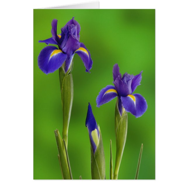 Cartão Flores de Íris (Frente)