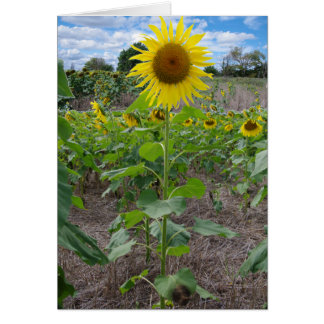 Cartão Flores de Kansas
