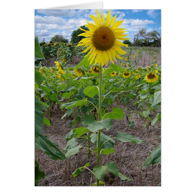 Cartão Flores de Kansas (Frente)