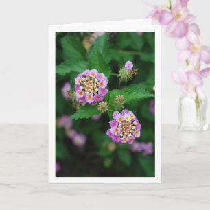 Cartão Flores de Lantana Roxas e Amarelas