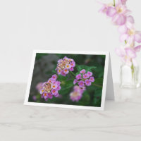 Flores de Lantana Roxas e Amarelas