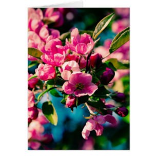 Cartão Flores De Maçã De Caranguejo Rosa