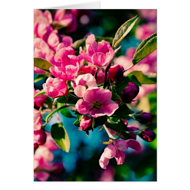 Cartão Flores De Maçã De Caranguejo Rosa (Frente)