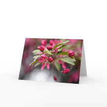 Flores de Maçã de Caranguejo Vermelho