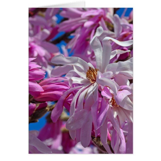 Cartão Flores de magnólia rosa (Frente)