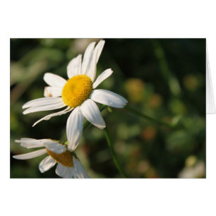 Cartão Flores de margarida branca selvagens