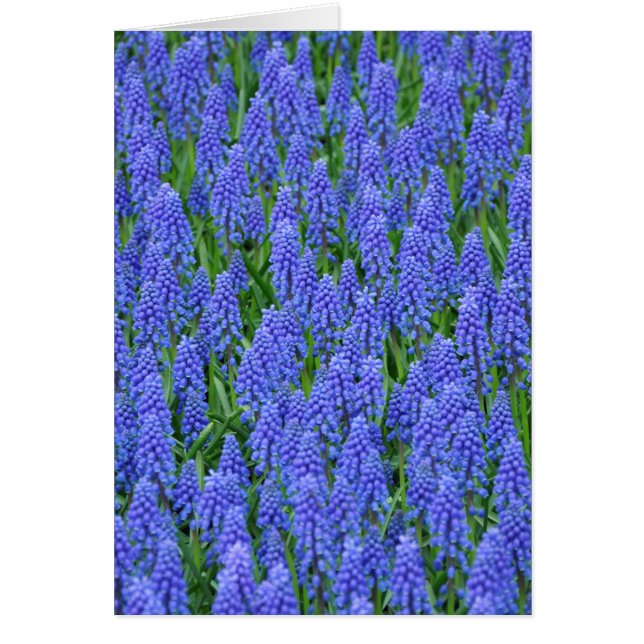 Cartão Flores de muscari azuis bonito (Frente)