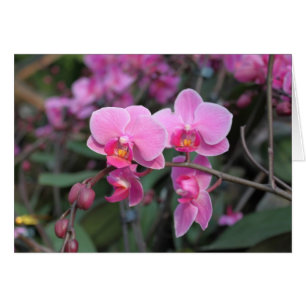 Cartão Flores-de-orquídea-rosa bonito