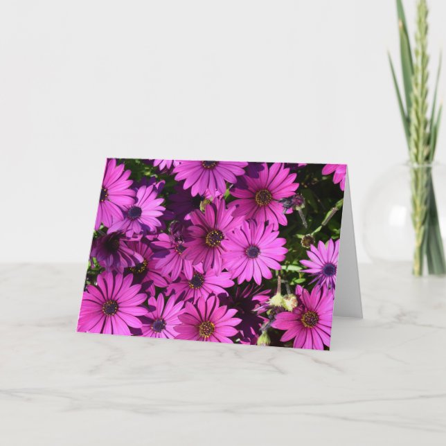 Cartão Flores De Osteospermum Roxo (Frente)