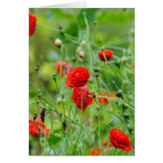 Cartão Flores de papoila
