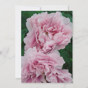 Cartão Flores de Península Bebida Rosa