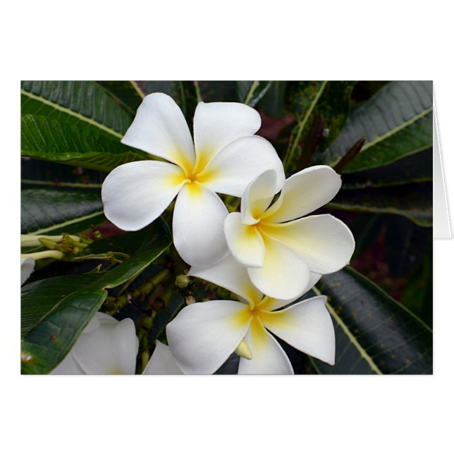 Cartão Flores de Plumeria Branca e Amarela (Frente Horizontal)