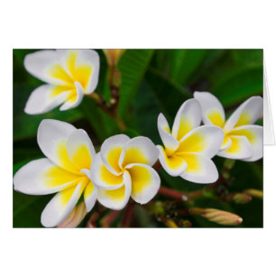 Cartão Flores de Plumeria close-up, Havaí