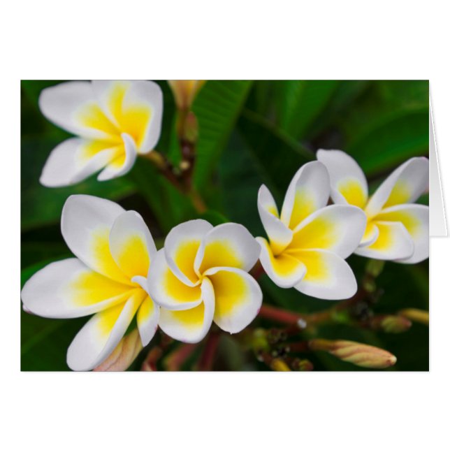 Cartão Flores de Plumeria close-up, Havaí (Frente Horizontal)