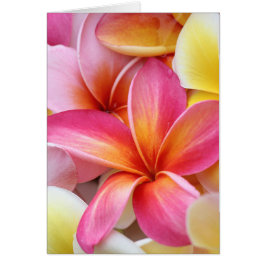 Cartão Flores de Plumeria Frangipani, Púrpura, Cor-de-ros