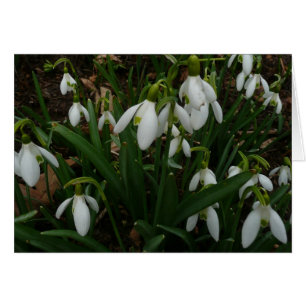 Cartão Flores de primavera Brancas I (Galanthus)