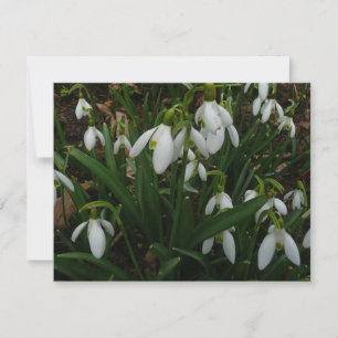 Cartão Flores de primavera Brancas I (Galanthus)