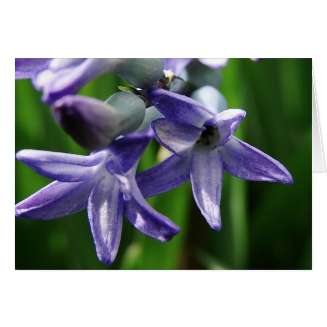 Cartão Flores de primavera roxas (Frente Horizontal)