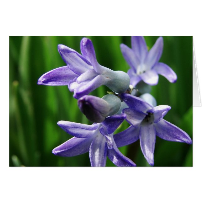 Cartão Flores de primavera roxas (Frente Horizontal)