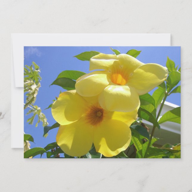 Cartão Flores de Trombeta Dourada I (Frente)
