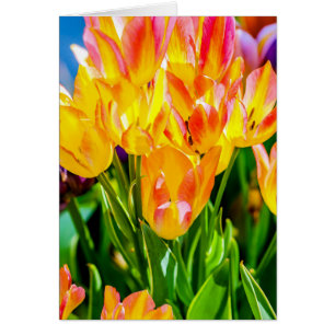 Cartão Flores de Tulipas - Farinhas