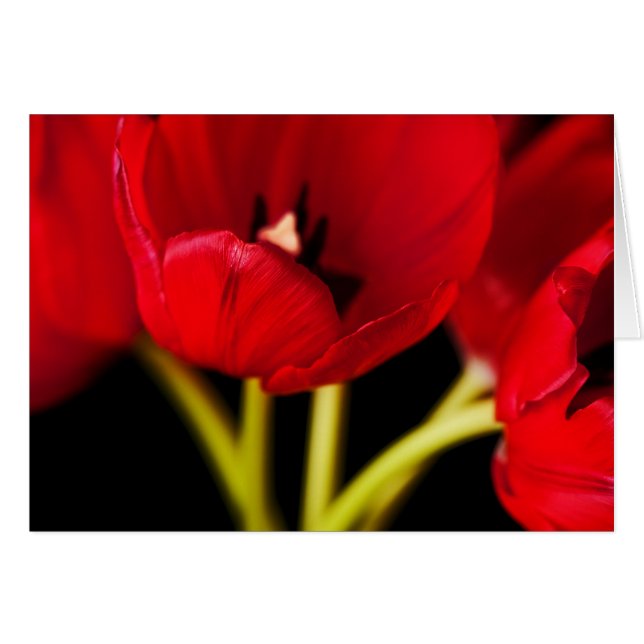 Cartão Flores de Tulipas Vermelhas Flores Pretas (Frente horizontal)