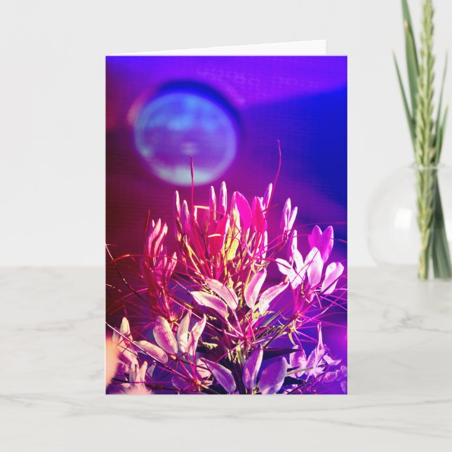 Cartão Flores de Verão (Frente)