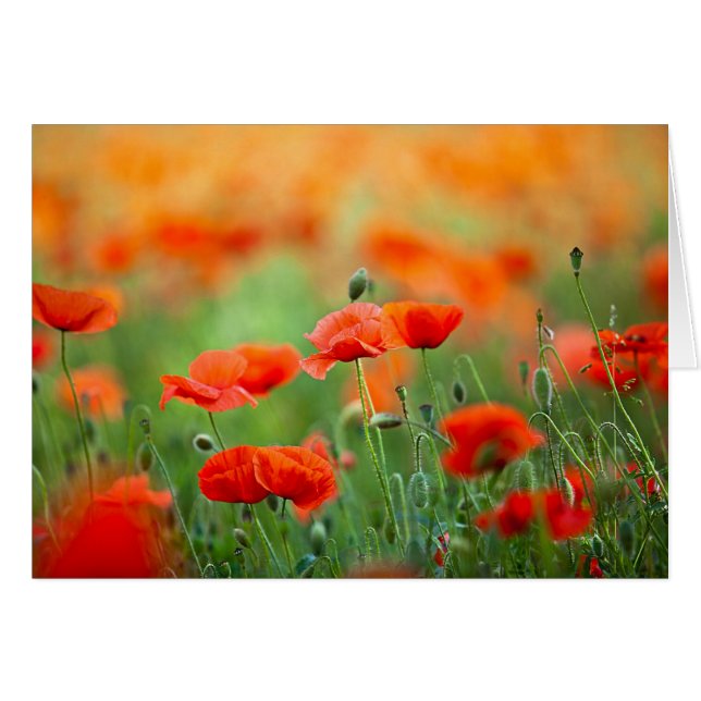Cartão Flores de vermelhos (Frente Horizontal)